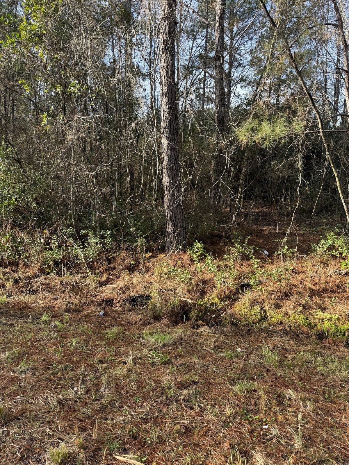 Cleared land after debris removal