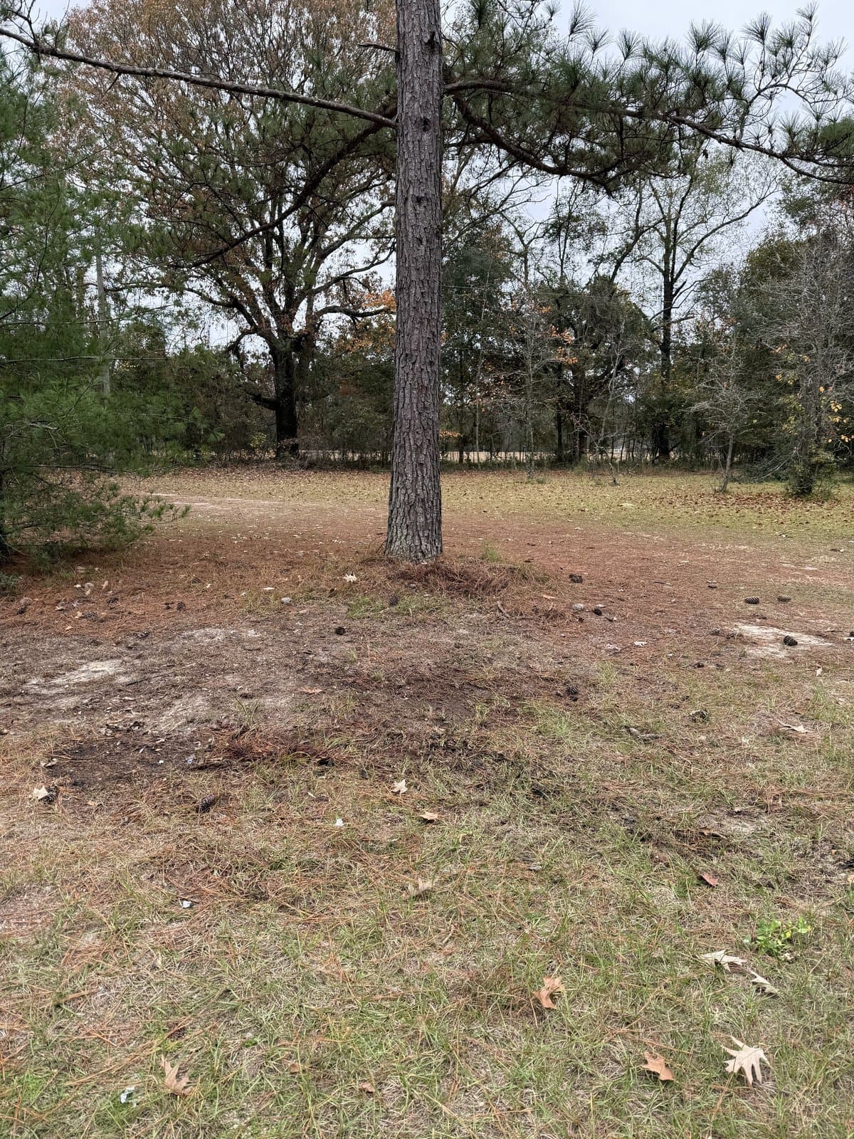 Clean yard after junk removal service in Springfield GA